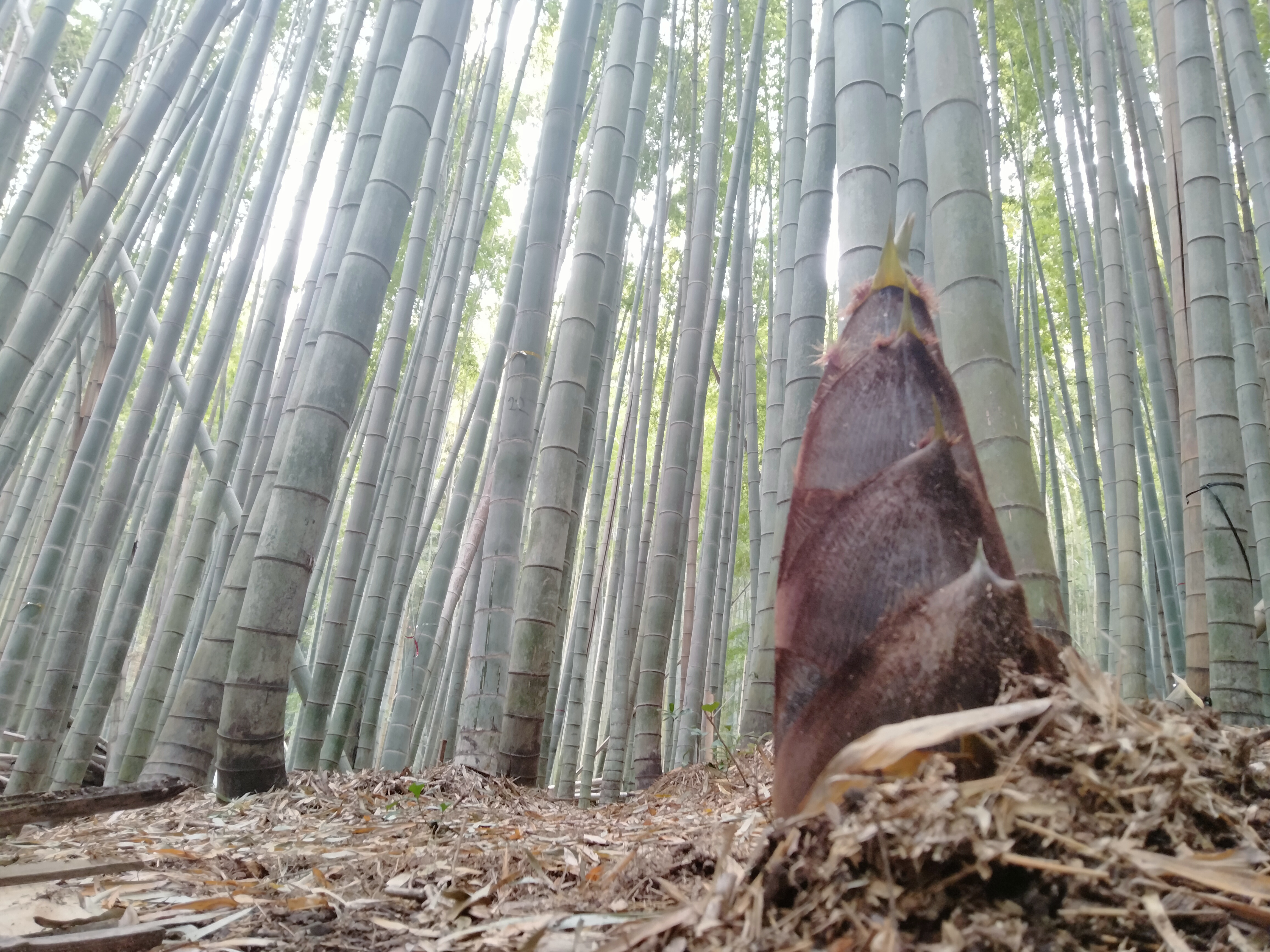 八女の竹林とたけのこ（理念画像）