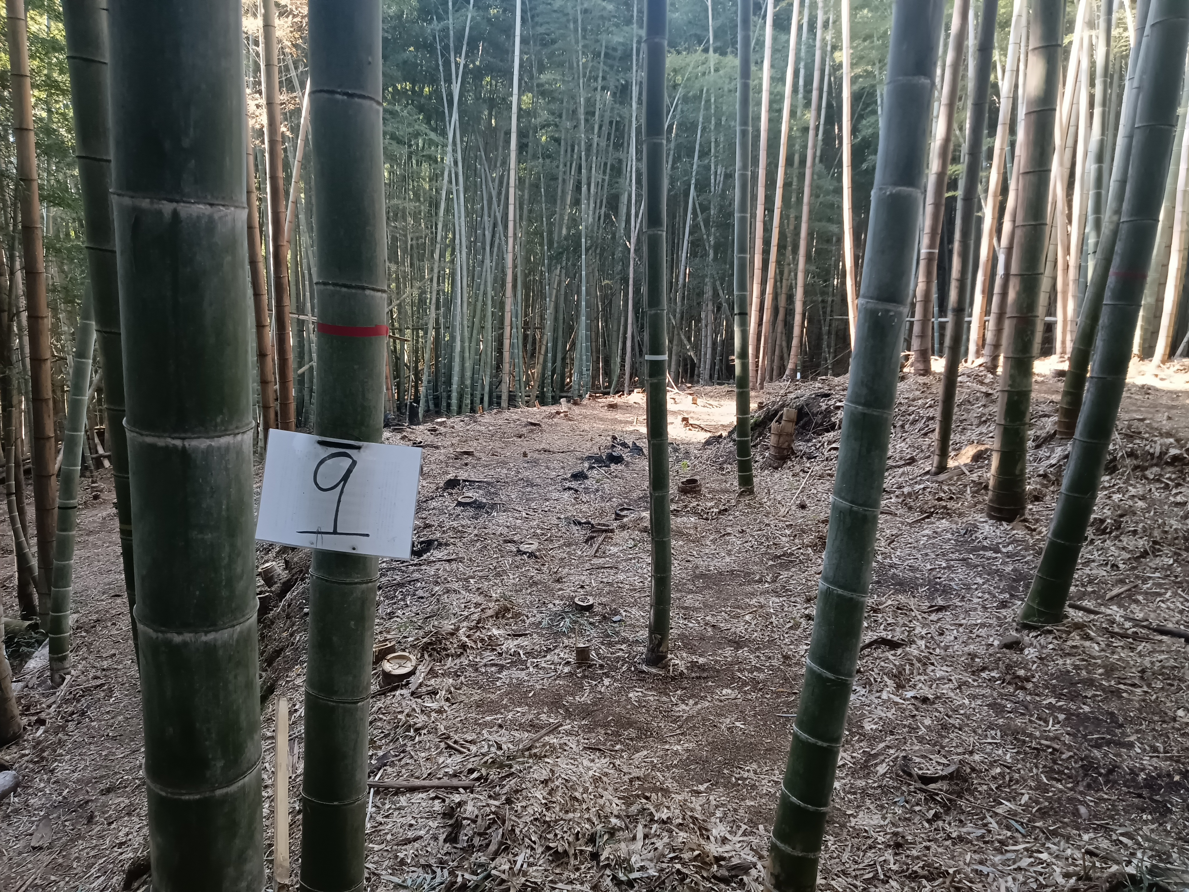 整備され光が差し込む竹林